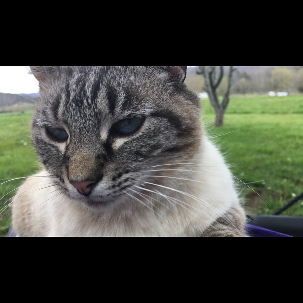 Meet your Posher, Clara